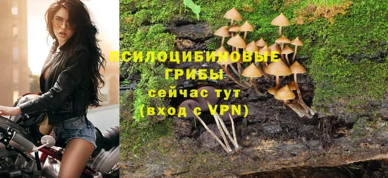 Галлюциногенные грибы Cubensis Шлиссельбург